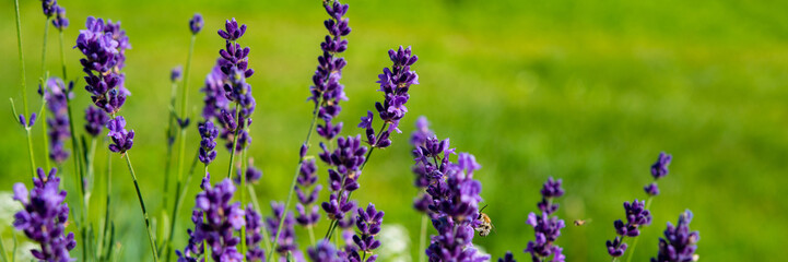 Lavender flowering bush in the countryside on a meadow. Banner for design.