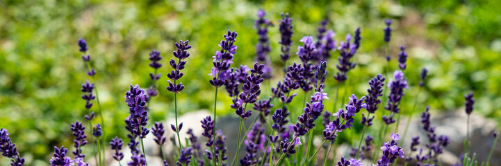 Lavender Flowering Bush in the Countryside on a Meadow. Banner for design.