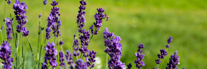 Lavender flowering bush in the countryside on a meadow. Banner for design.