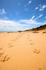 Flynns beach footprints