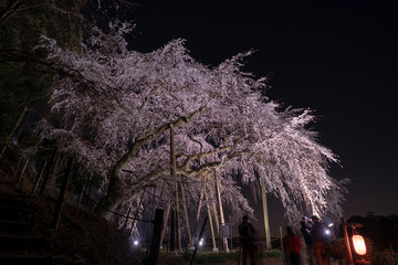 夜桜４