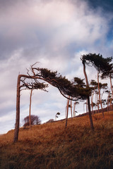 Moody dark pine trees shaped by the wind and stormy on the beach dunes at the coastline forest of the Weststrand. German Baltic Sea Darßer Ort, Weststrand coastline at Fischland-Darss-Zingst