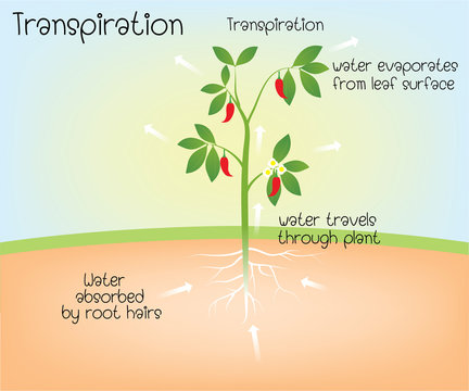 Transpiration