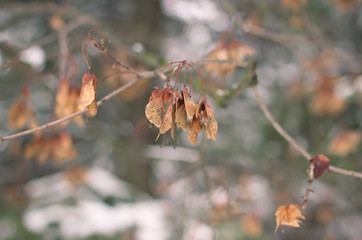 Brown sycamore seeds