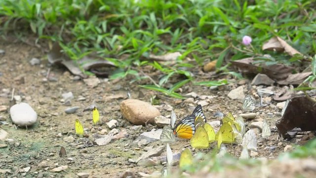 yellow butterfly eating on saltlick soil and fly at Ban Krang Camp in Kaeng Krachan National park Thailand on slow