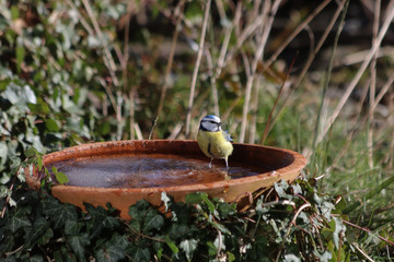 Blaumeise an der Vogeltränke