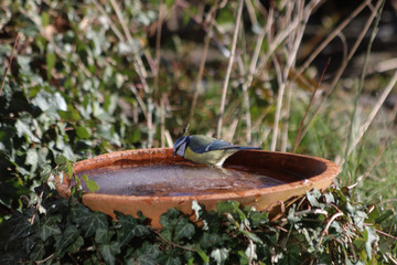 Blaumeise an der Vogeltränke