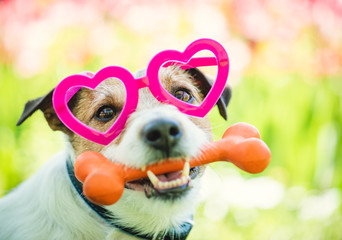 Lovely dog wearing heart shaped glasses holds bone as Valentine's day gift