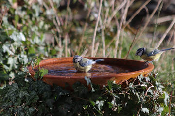 Blaumeisen an der Vogeltränke