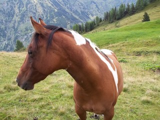 Obraz premium Pferd 