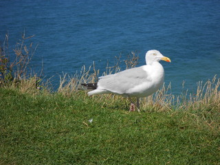 oiseau