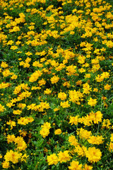 Obraz premium Field yellow flowers in garden for background