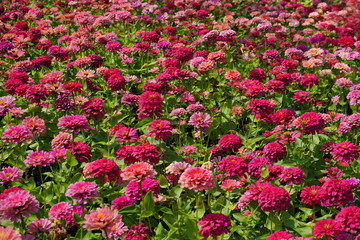 Close up pink chrysanthemum flower in the garden