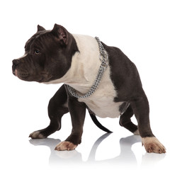 curious american bully wearing collar stands and looks to side