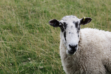 Sheep in side of photo in field of grass