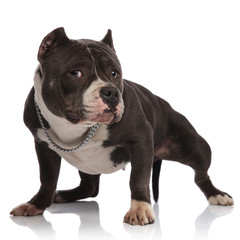 adorable american bully wearing collar standing