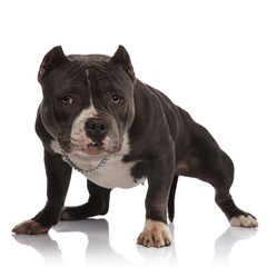 lovely american bully wearing collar stands