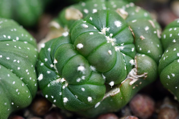 Close up thorn cactus for texture background