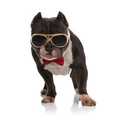 classy american bully wearing gold sunglasses standing