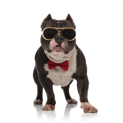 adorable american bully wearing golden sunglasses and bowtie stands