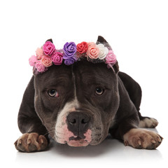 adorable american bully wearing fresh flowers crown resting
