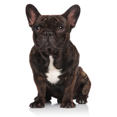 curious french bulldog sitting and looking to side
