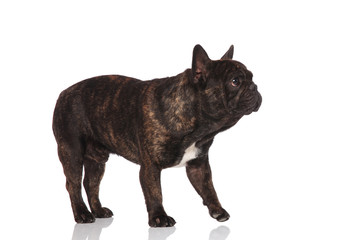 side view of cute french bulldog standing