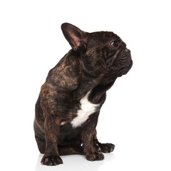 adorable black french bulldog sitting and looking to side