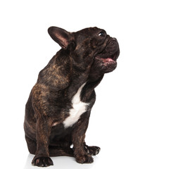 seated french bulldog panting and looking to side