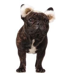 Naklejka premium curious french bulldog wearing bear ears headband looks to side