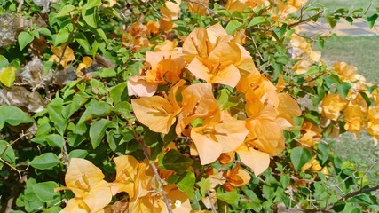 Flowers volume 2256655