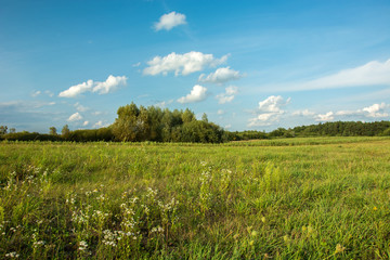 Large wild meadow against a green forest and clouds on a blue sky