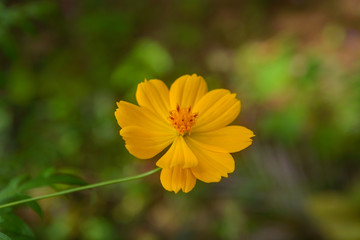 Yellow Coreopsis Flower
