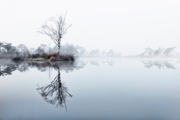 reflection of lake in swamp - obrazy, fototapety, plakaty