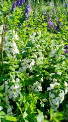 Lavender volume 6558