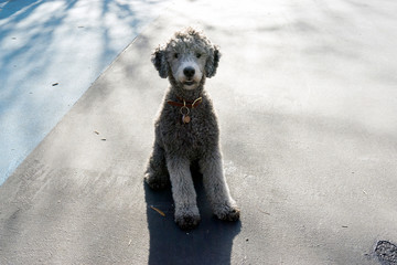 A cute dog in the park