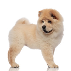 side view of adorable chow chow lookng behind while panting