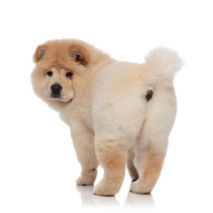 back view of adorable chow chow standing