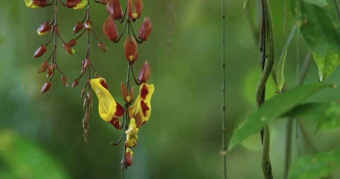 Wild Hanging Tropical Yellow Flower in Forest, 4K60p
