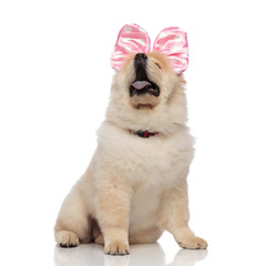 curuous chow chow wearing red collar and ribbon looks up
