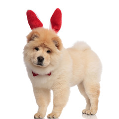 Obraz premium classy chow chow wearing red bunny ears headband standing