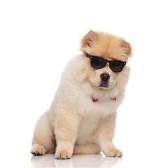 gentleman chow chow wearing eyeglasses sits and looks down