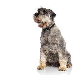 curious seated schnauzer pants and looks to side