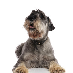 adorable lying schnauzer pants and looks up to side