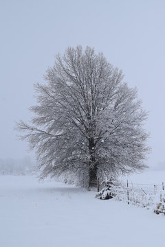 Snowy Tree