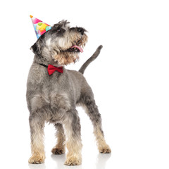 curious schnauzer with bowtie and birthday hat panting