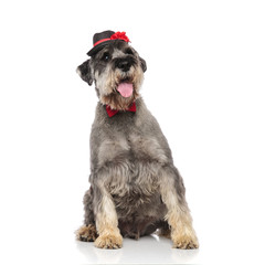 elegant schnauzer wearing hat and bowtie looks up to side