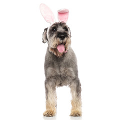 gentleman schnauzer wearing rabbit ears headband looks to side
