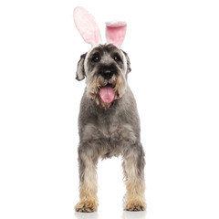 adorable easter rabbit schnauzer pants while standing