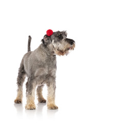 furry grey schnauzer wearing red earmuffs looks to side